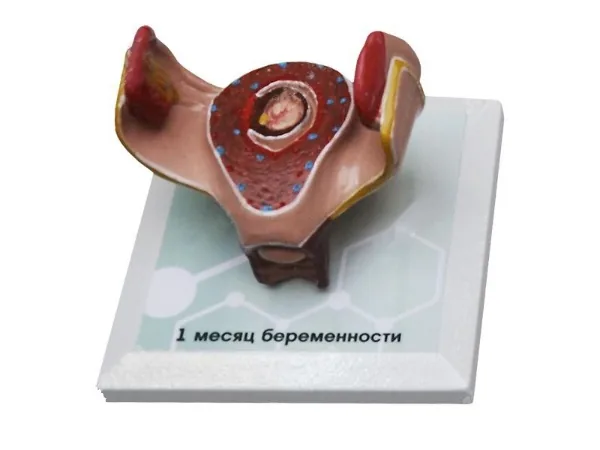 Комплект Зарница этапов эмбриогенеза человека