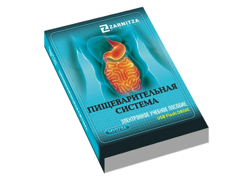 Электронное пособие Зарница пищеварительная система